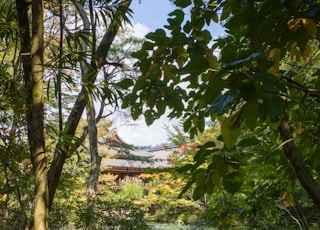 a pond surrounded by trees in a forest