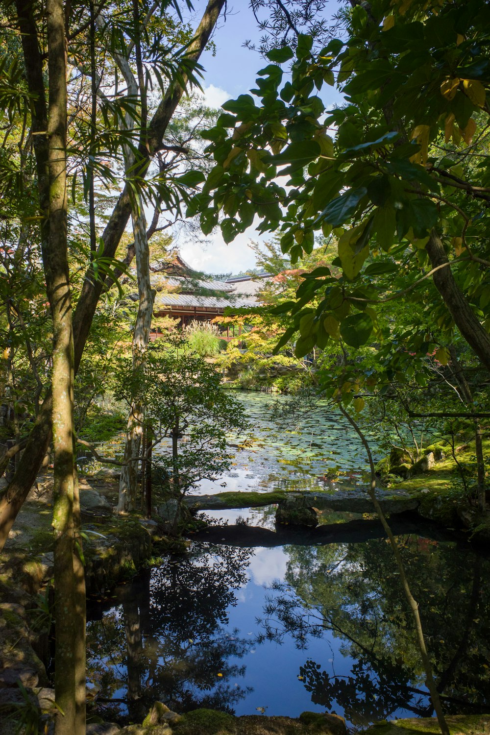 a pond surrounded by trees in a forest