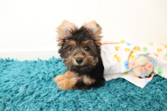 A small, fluffy puppy with dark fur and light brown patches on its face and paws lies on a vibrant blue carpet. The puppy is partially wrapped in a colorful blanket adorned with cartoonish animal prints and a plush toy lamb positioned nearby.