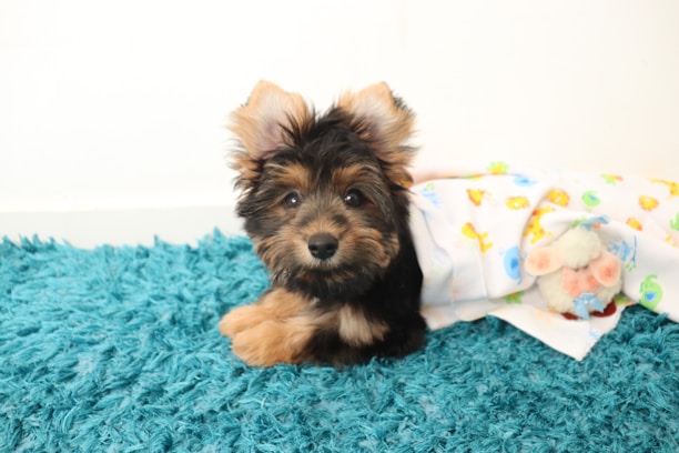 A small, fluffy puppy with dark fur and light brown patches on its face and paws lies on a vibrant blue carpet. The puppy is partially wrapped in a colorful blanket adorned with cartoonish animal prints and a plush toy lamb positioned nearby.