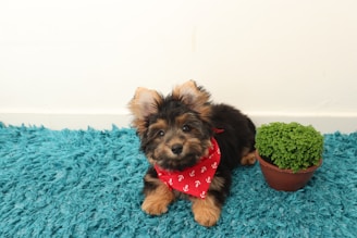 A small puppy wearing a cute bandana sitting next to a bowl of fresh water and food.