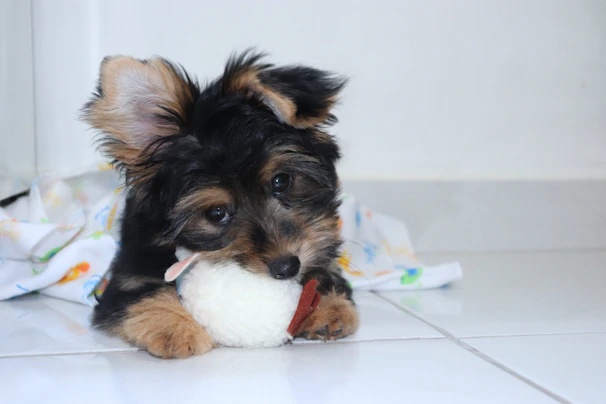 A tiny puppy happily playing with a colorful ball in a cozy living room.