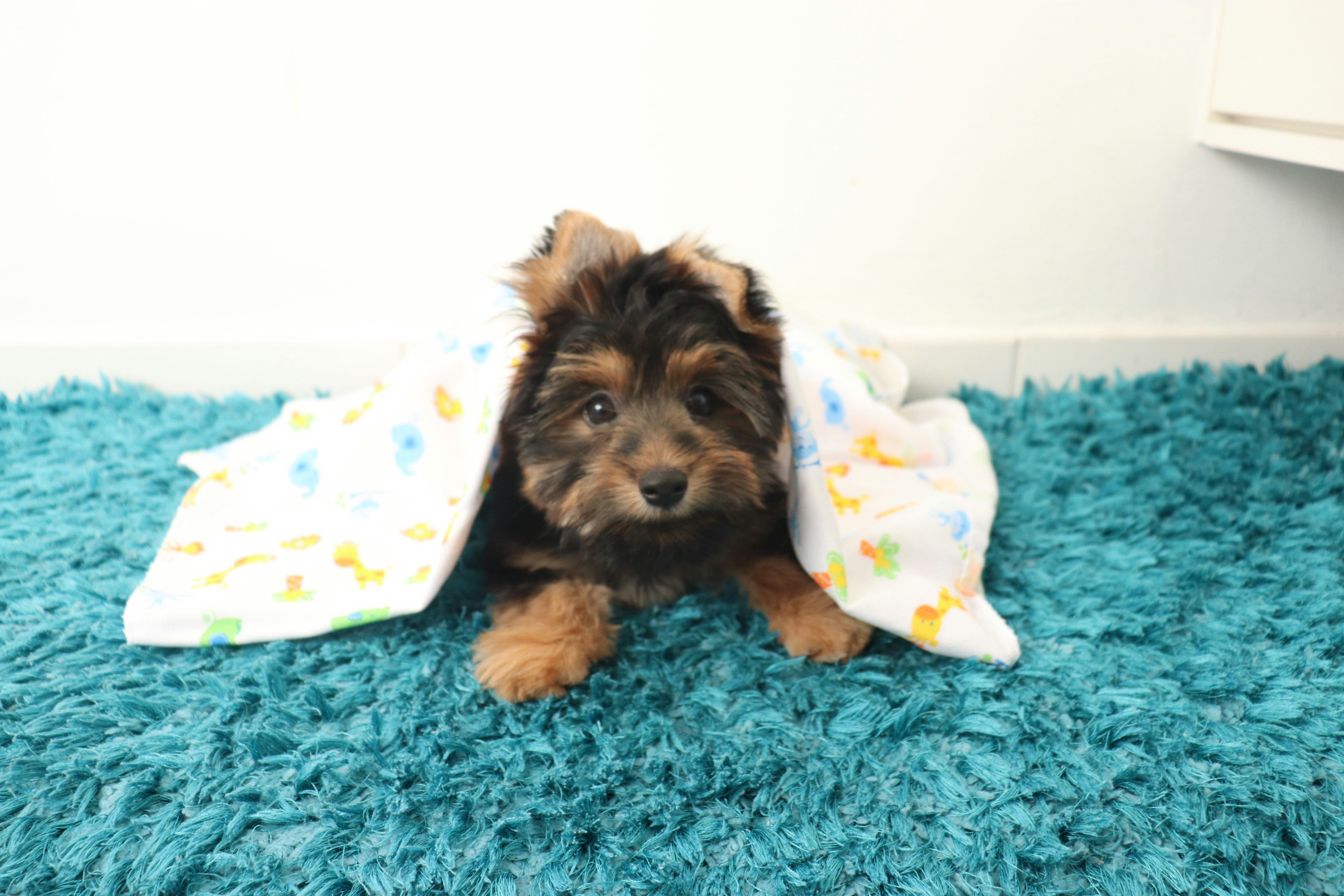 How to Get Easy Puppy Insurance in the USA