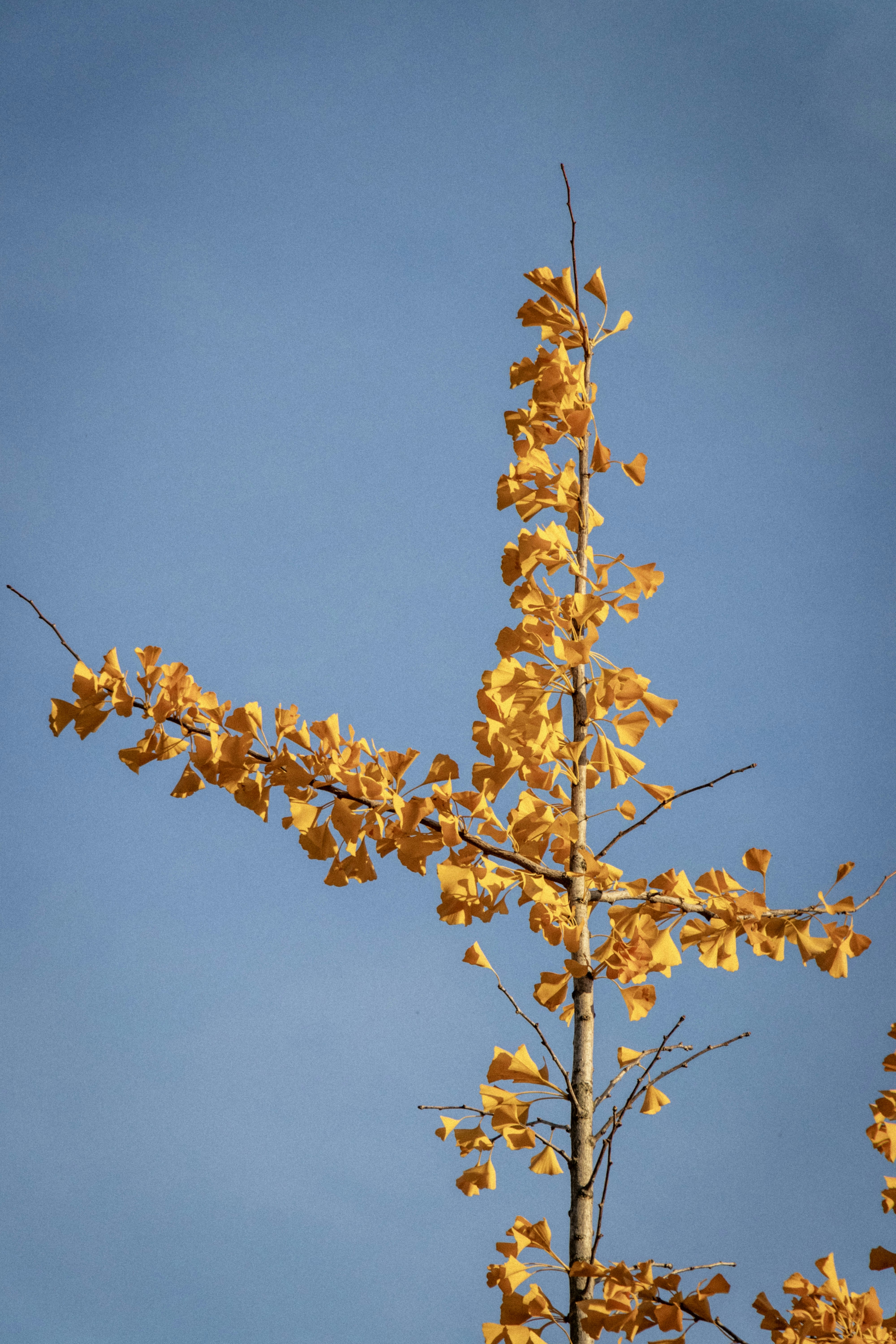 Photo by sorinbasangeac