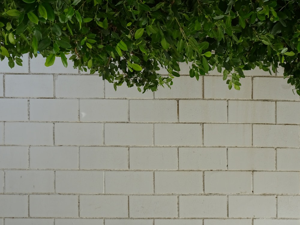 a white brick wall with green leaves on it