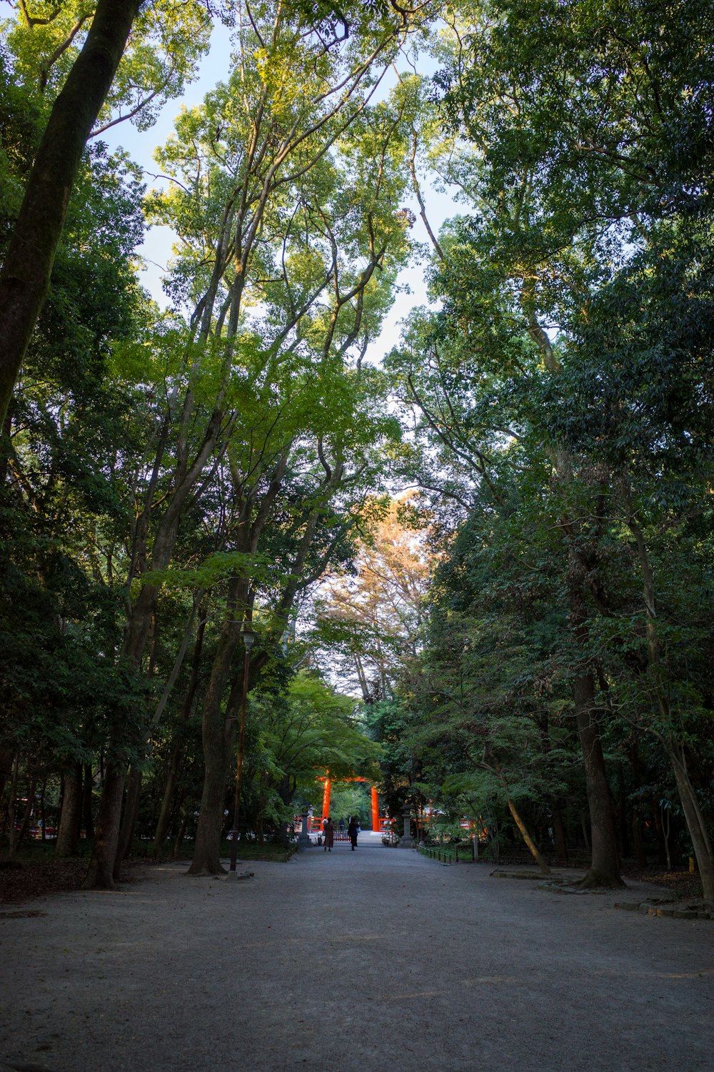 Un grupo de personas caminando por un camino bordeado de árboles