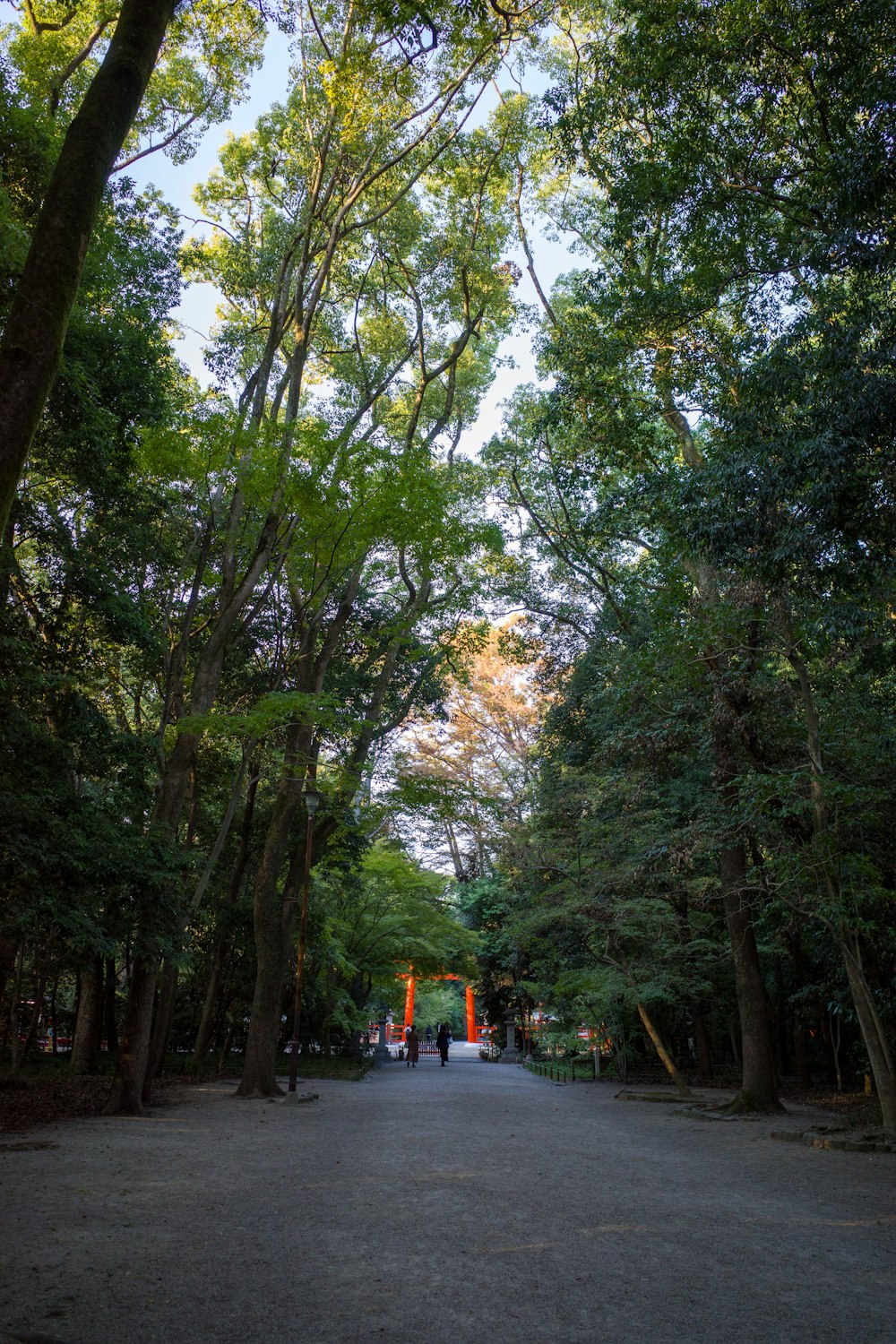 a group of people walking down a tree lined road