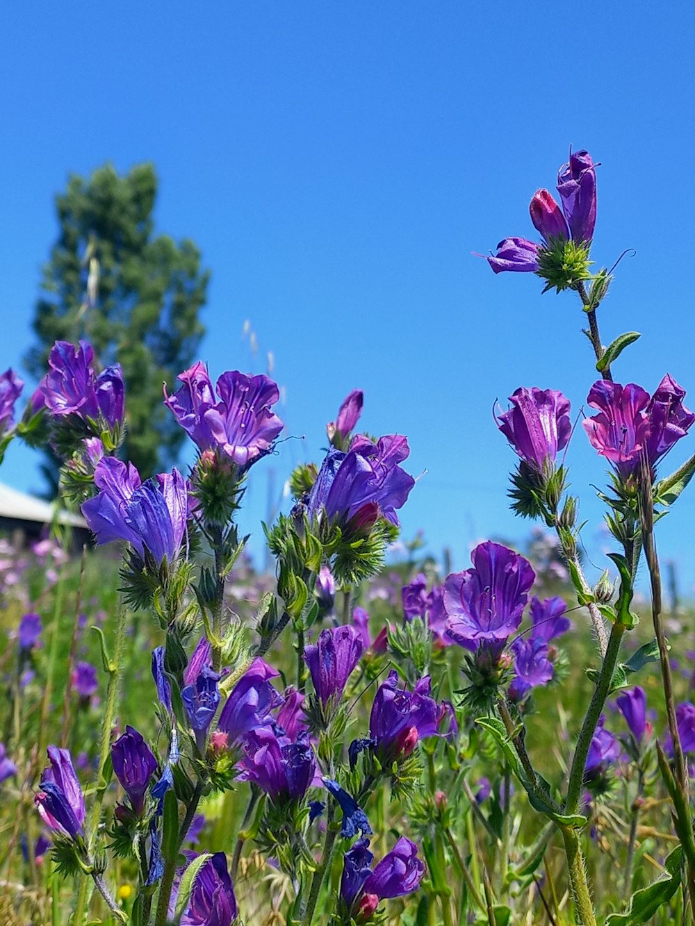 a field full of purple flowers on a sunny day