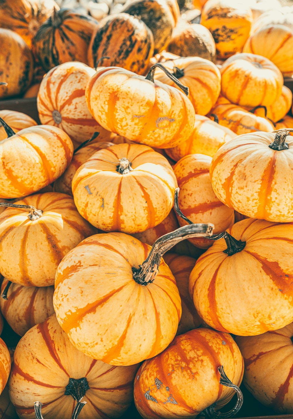 un tas de citrouilles assises les unes à côté des autres