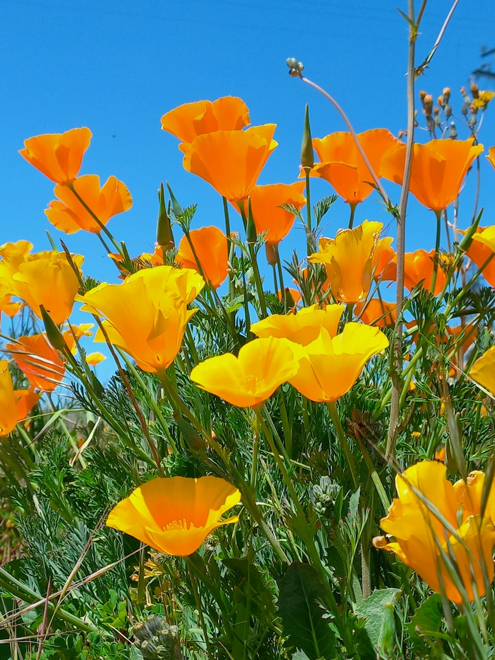 a field of yellow flowers with a blue sky in the background