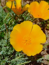 Bright yellow California poppies in full bloom are surrounded by green foliage. The flowers have delicate petals and are in a natural outdoor setting.