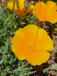 Bright yellow California poppies in full bloom are surrounded by green foliage. The flowers have delicate petals and are in a natural outdoor setting.