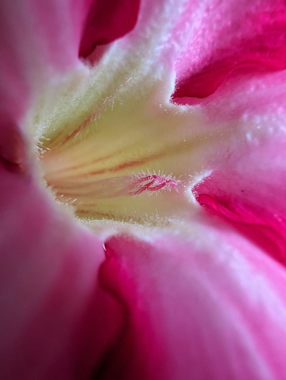 a close up of a pink flower with a white center