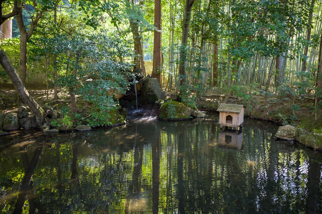a small pond in the middle of a forest,