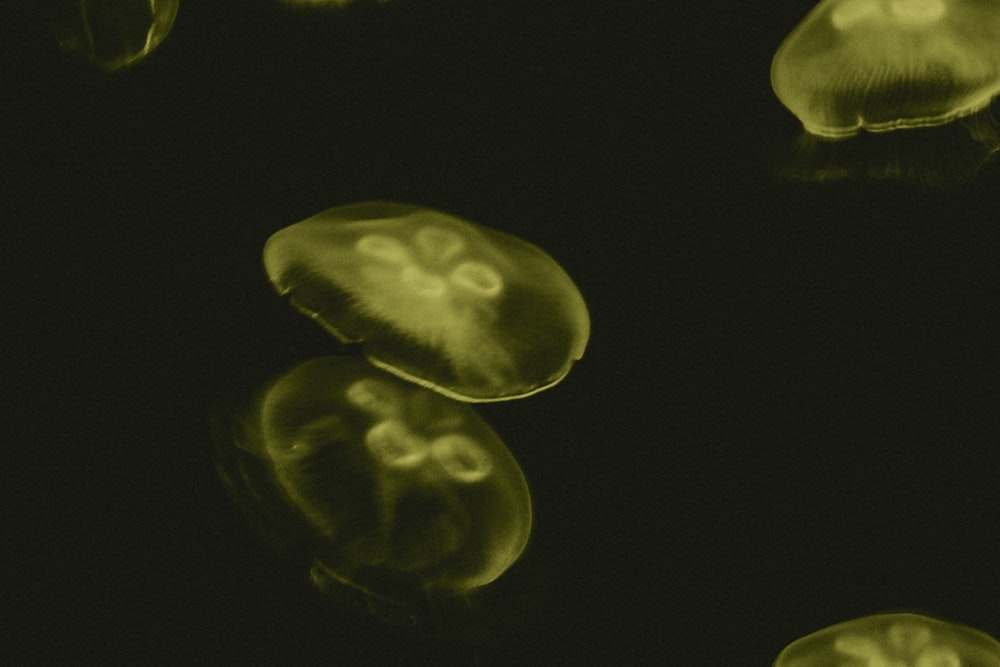 a group of jellyfish swimming in the water