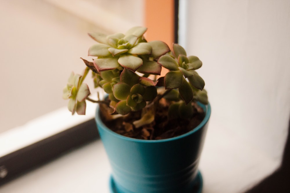 a small potted plant sitting on a window sill