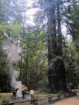 Two people wearing yellow helmets and protective clothing are managing a small controlled fire in a forest with tall trees. Smoke is rising from the fire as they work under a canopy of dense green foliage.