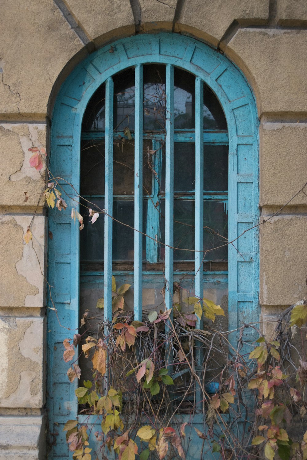 a blue window with vines growing out of it