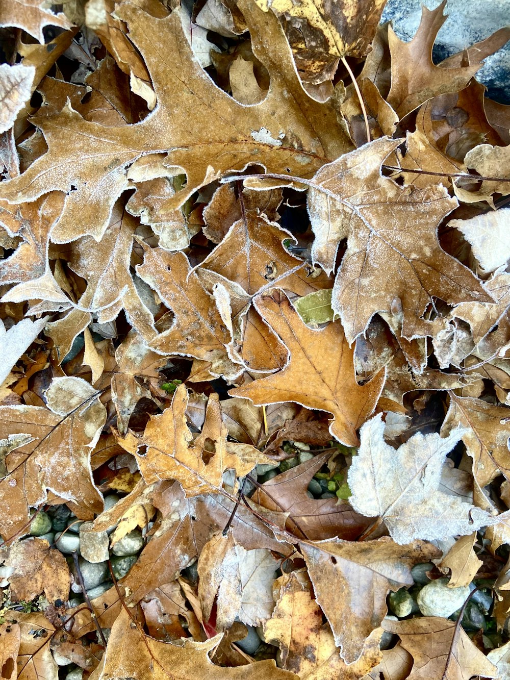 a bunch of leaves that are on the ground