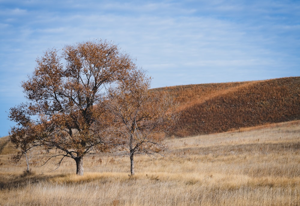 two trees in a field with a hill in the background