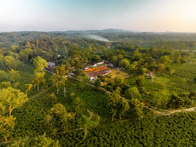 A vibrant coffee plantation nestled among tall bamboo groves, bathed in warm golden sunlight.