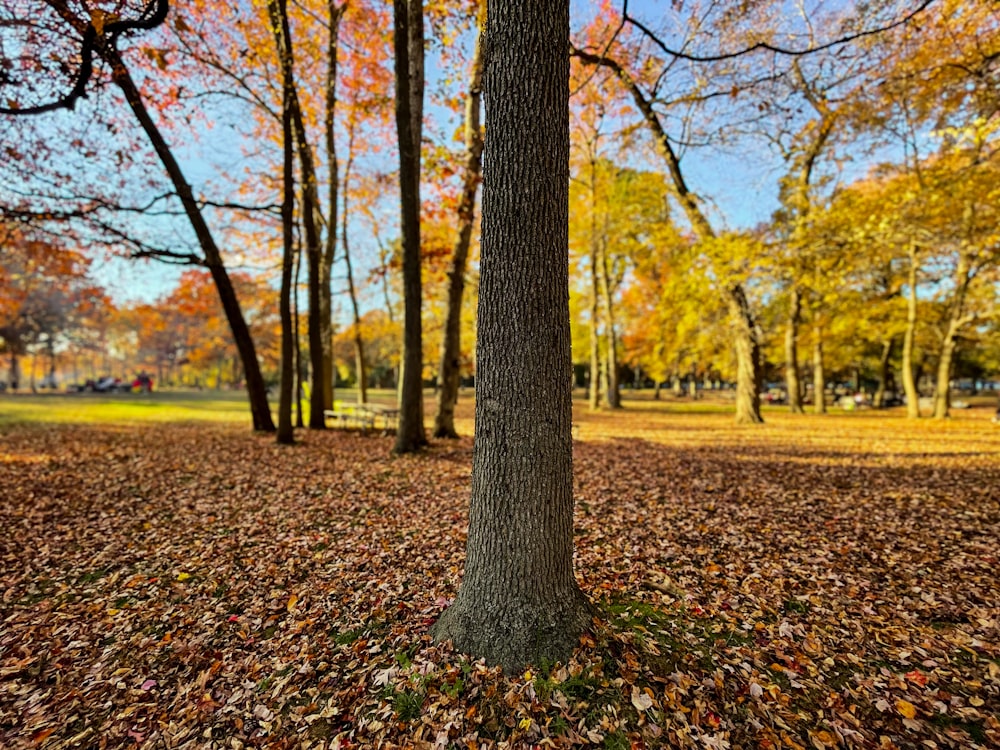 a tree in a park surrounded by leaves