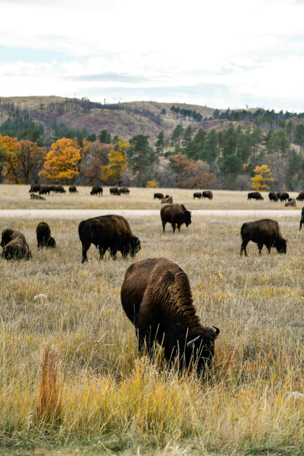 a herd of buffalo grazing on a dry grass field