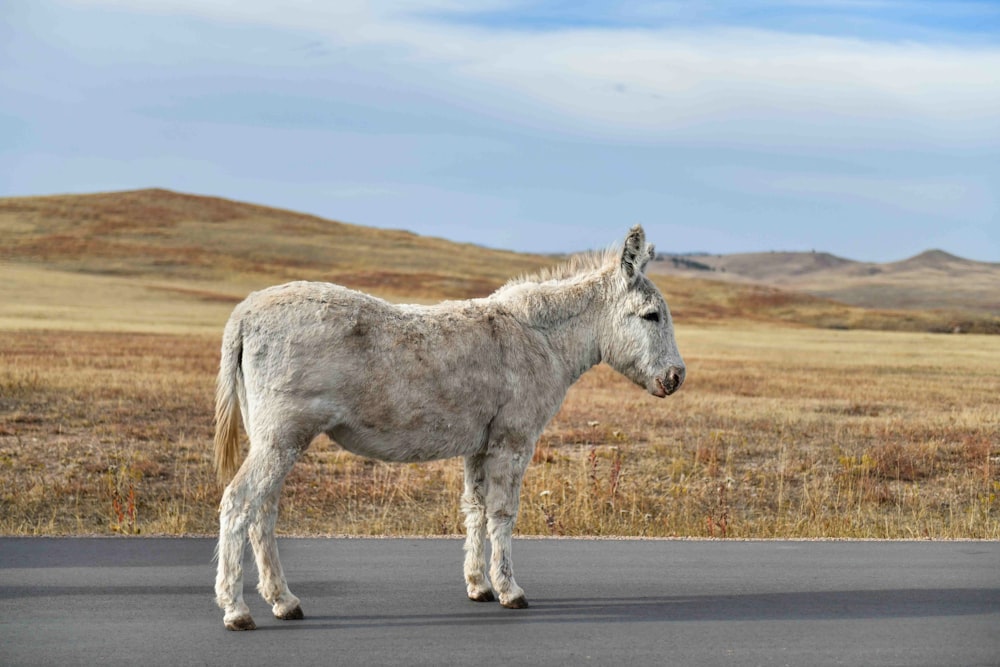 a white horse standing on the side of a road