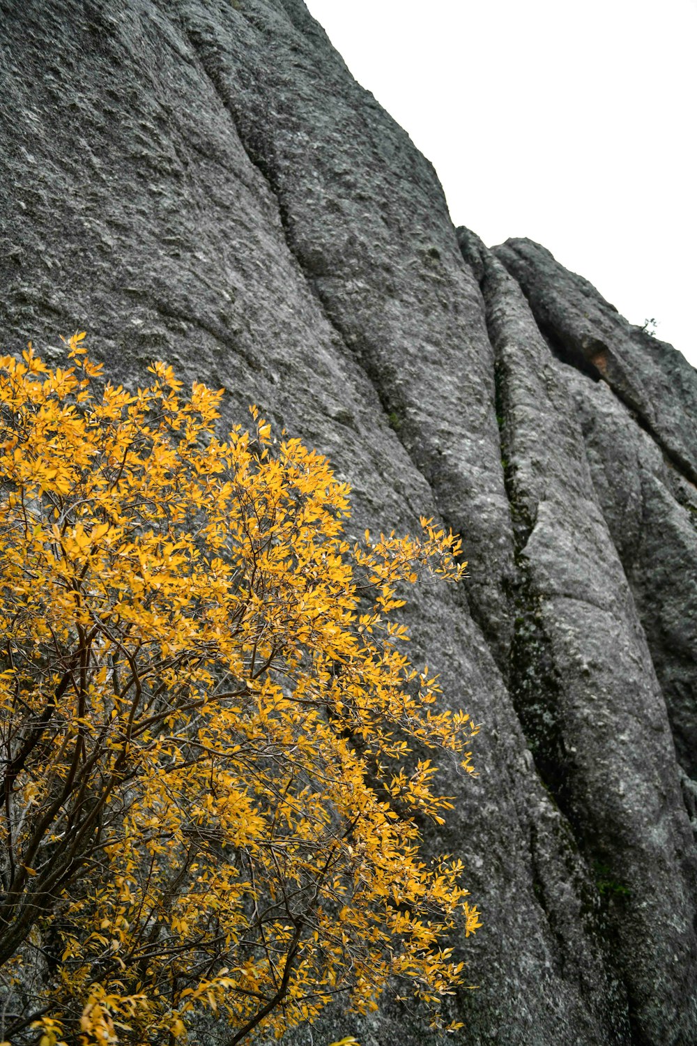 a tree with yellow leaves in front of a rock