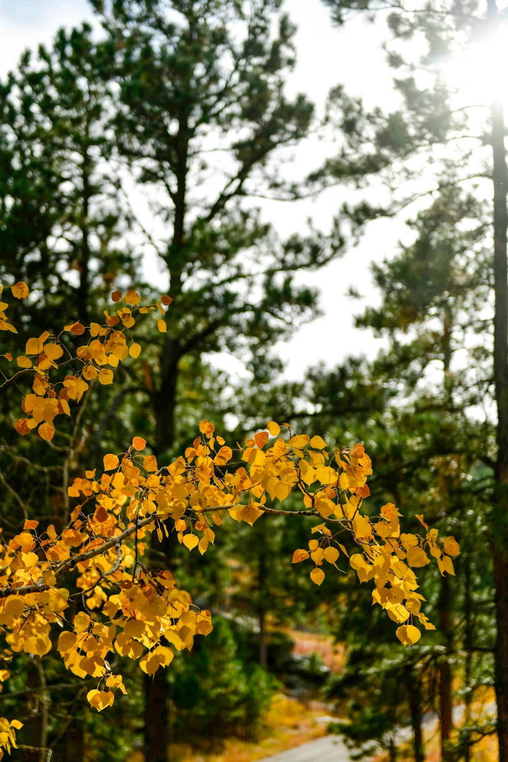 a tree with yellow leaves on it near a road