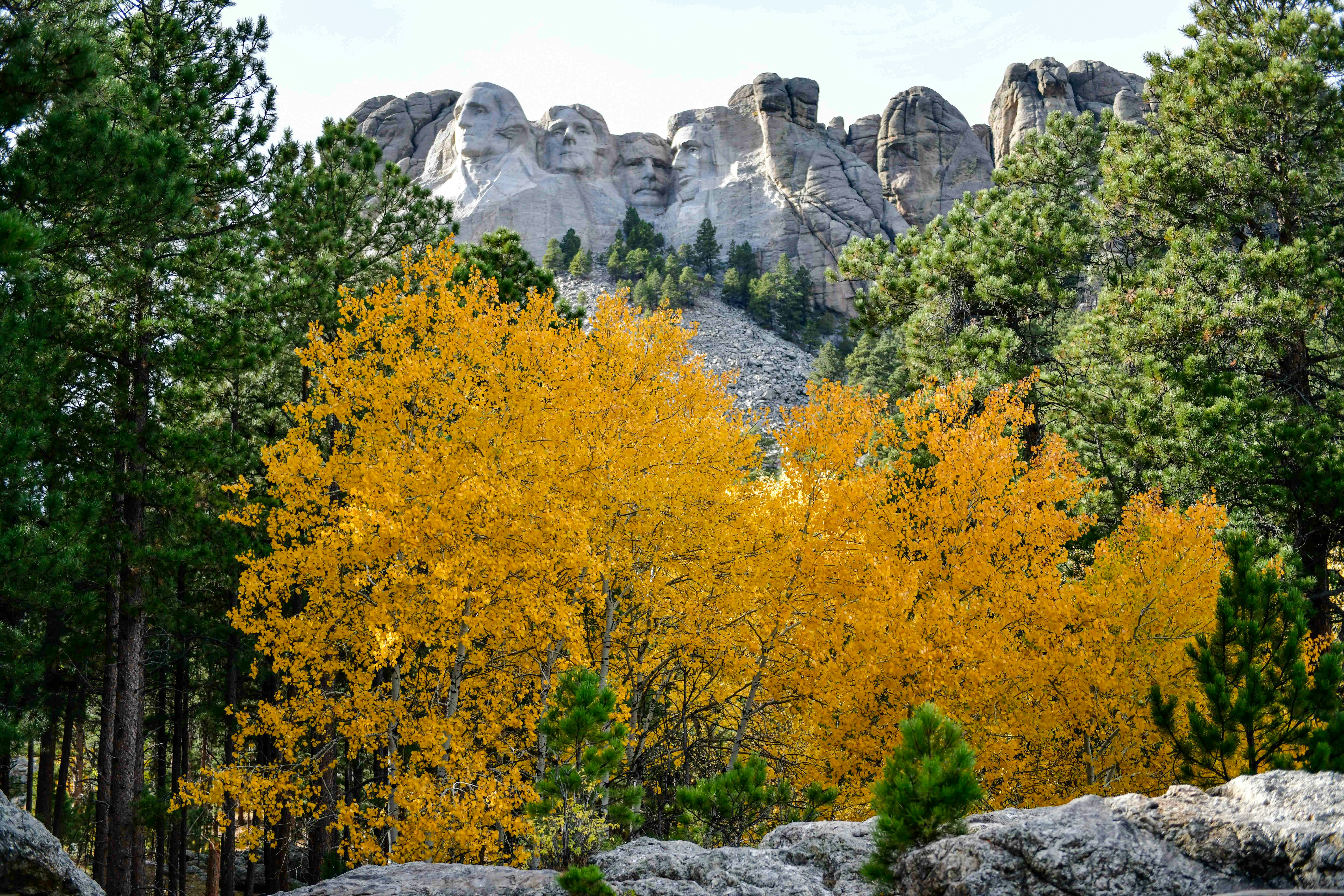 ein Wald mit vielen Bäumen, die mit gelben Blättern bedeckt sind
