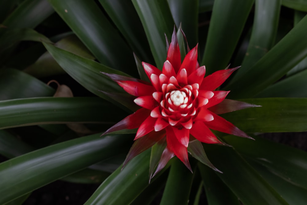 a red and white flower surrounded by green leaves