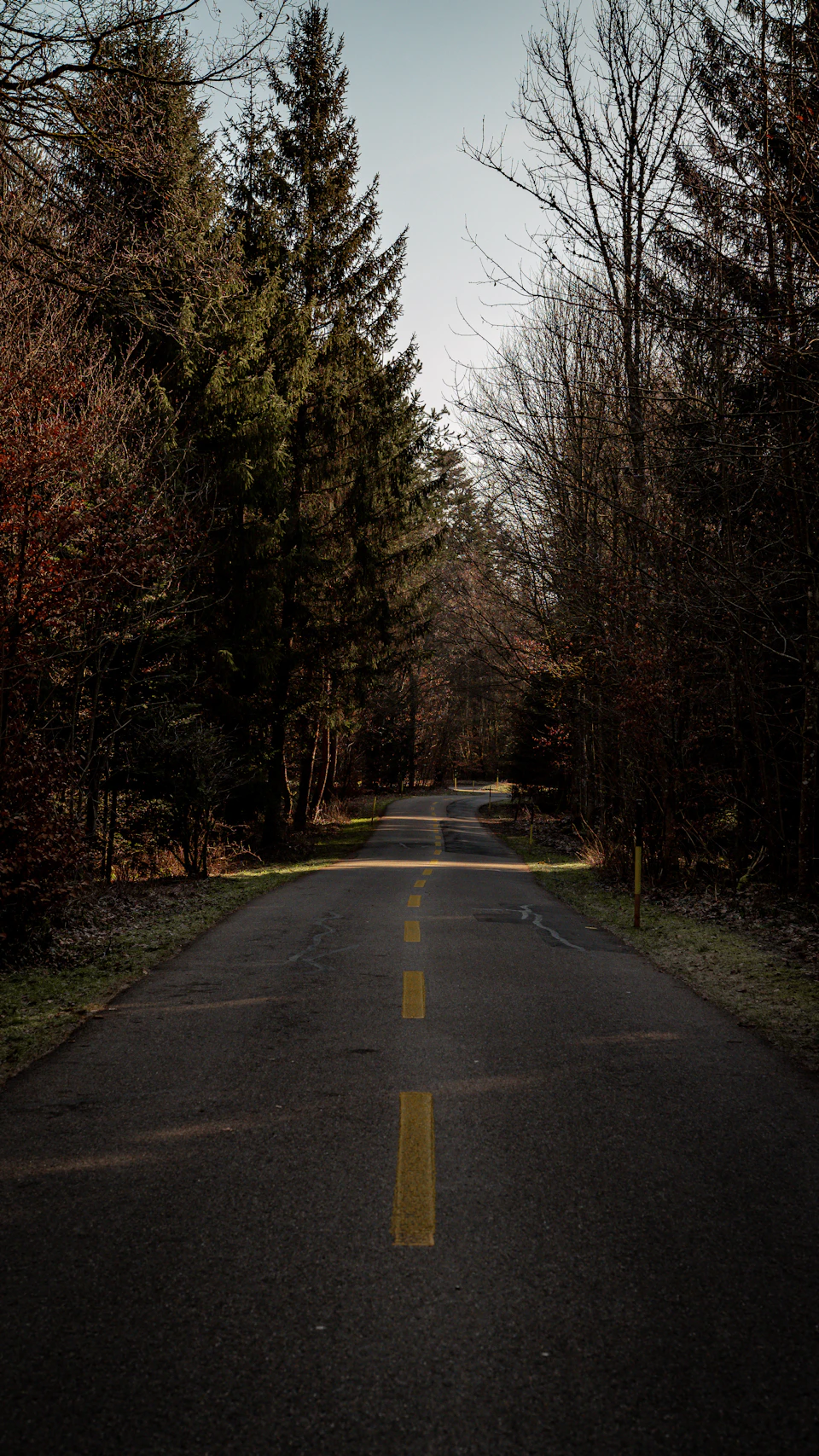Serene tree-lined road with yellow center line under clear blue sky