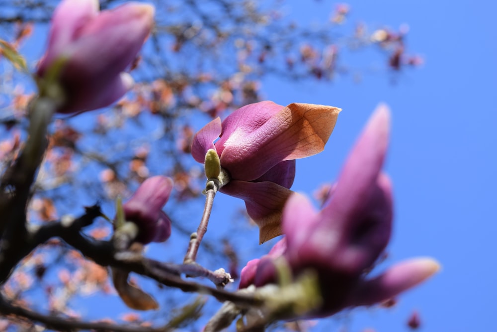 a close up of a flower on a tree