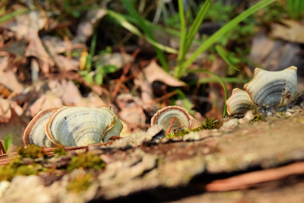 a group of small shells sitting on the ground