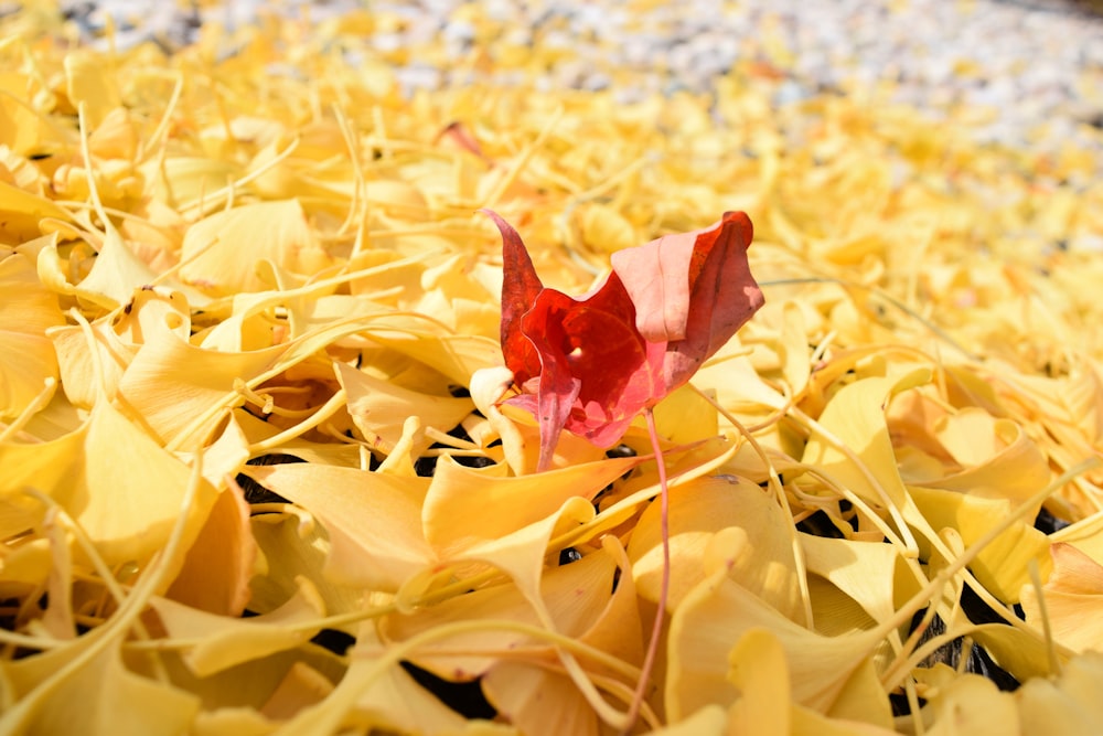 a single red flower sitting on top of yellow leaves