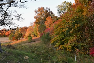 a grassy field with trees in the background