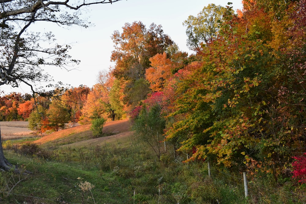 a grassy field with trees in the background