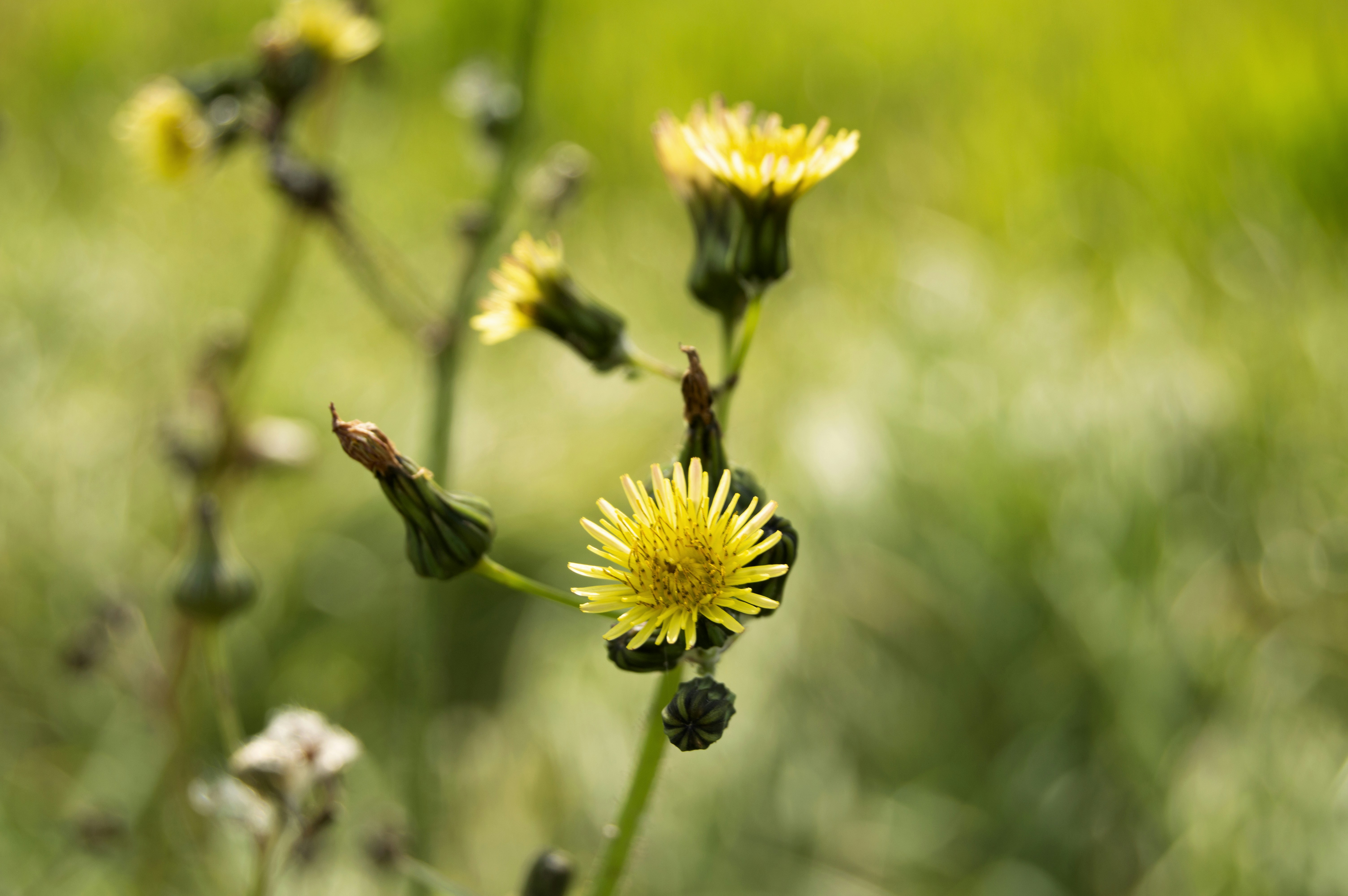 Photo by frosted_vulpes_ferrilata