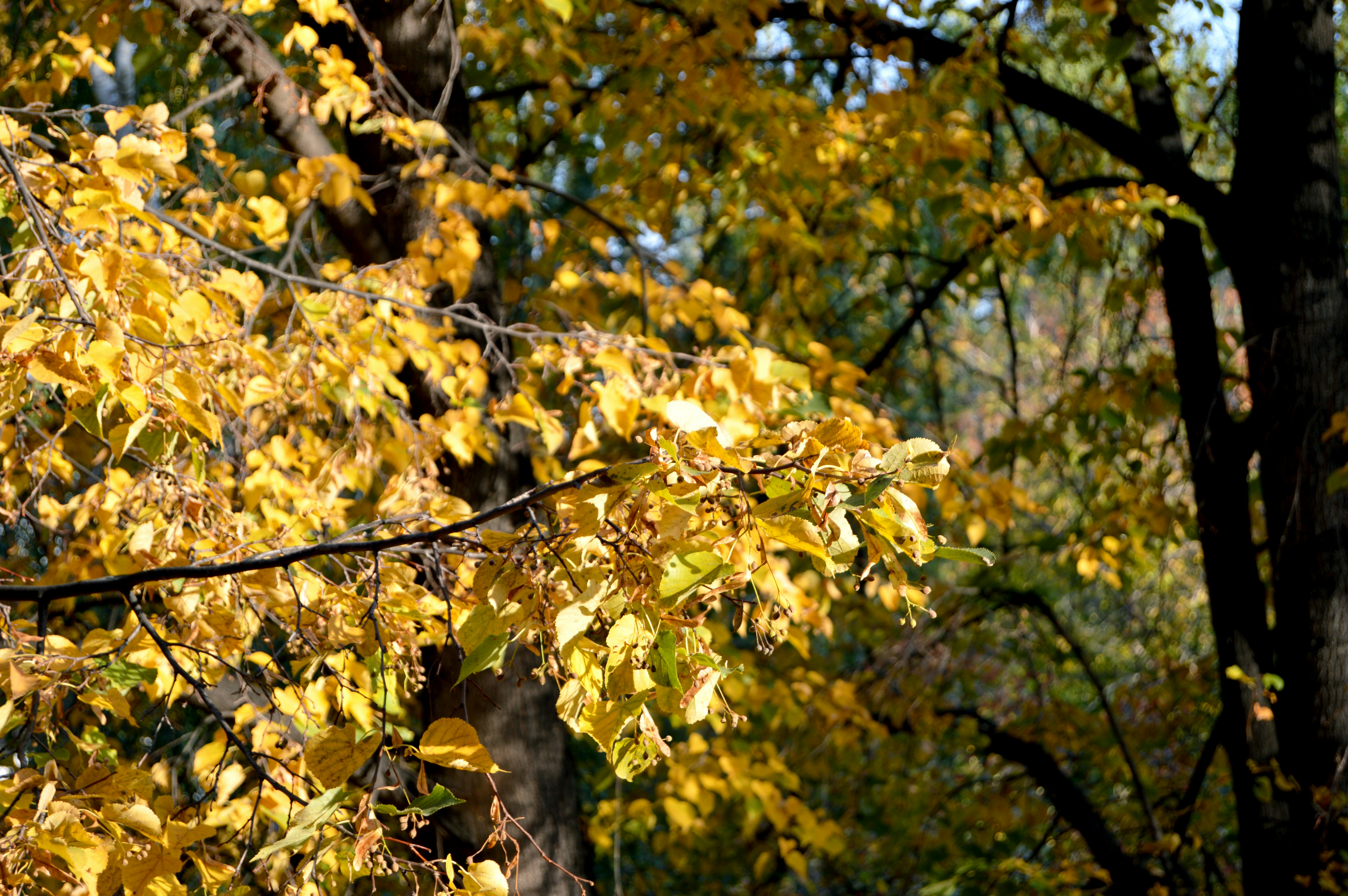 Photo by frosted_vulpes_ferrilata