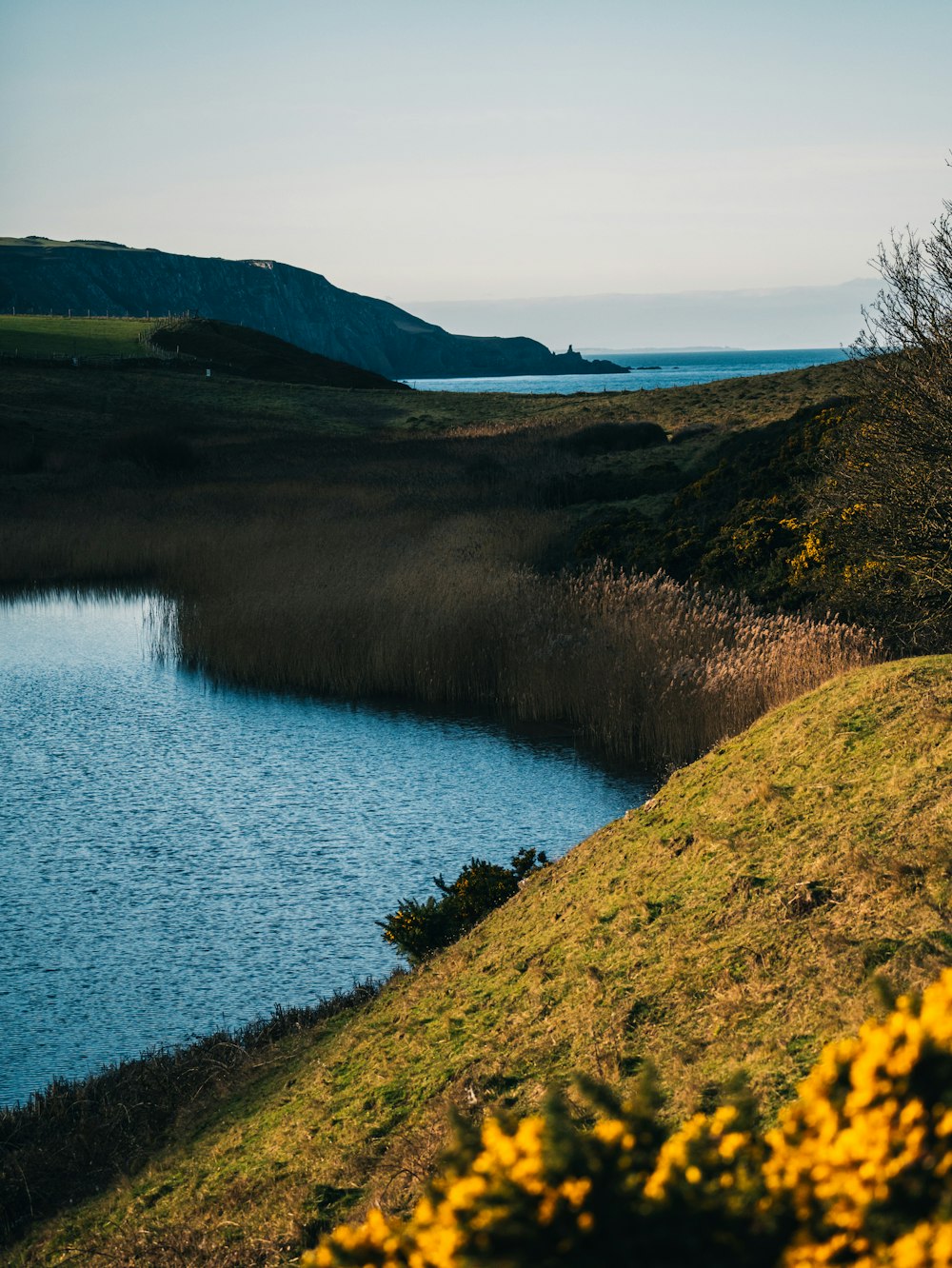 a sheep standing on top of a lush green hillside