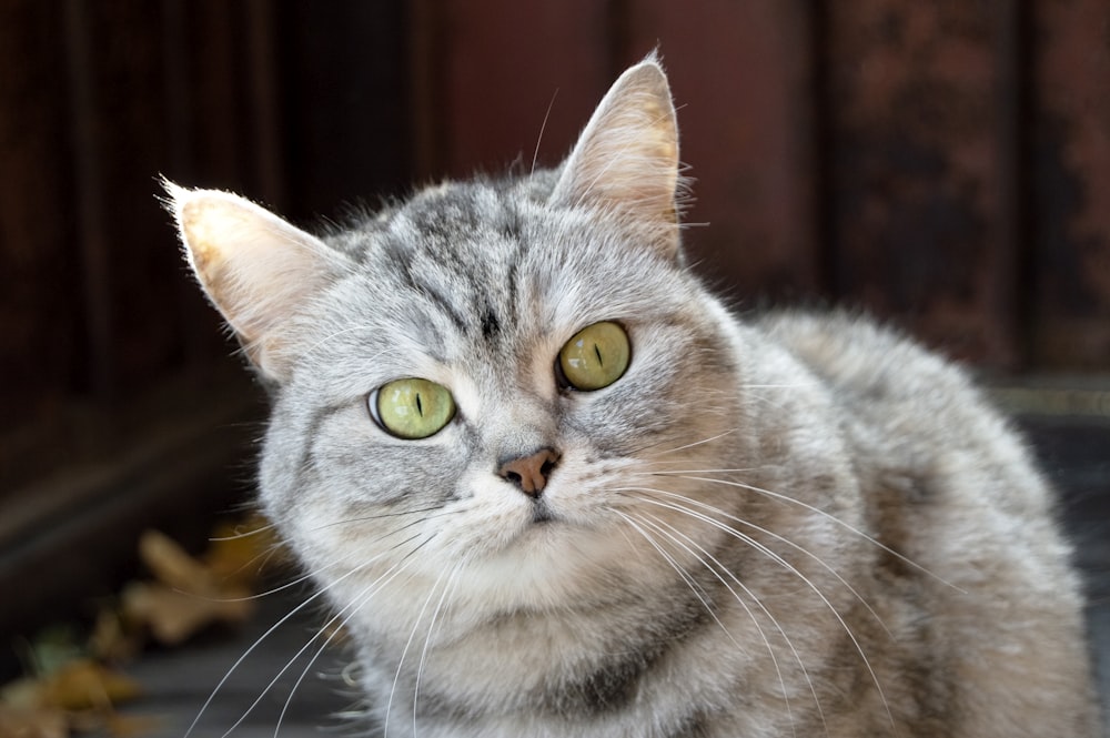 a gray cat with green eyes sitting on the ground