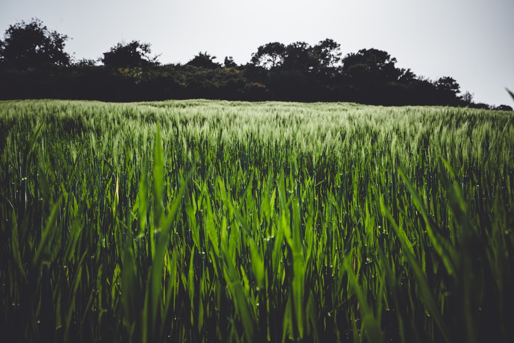 a field of green grass with trees in the background