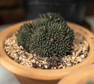 a small cactus in a pot on a table