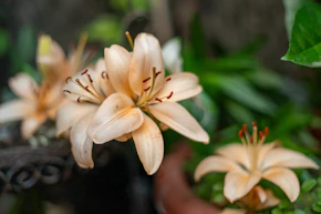 a bunch of flowers that are in a pot