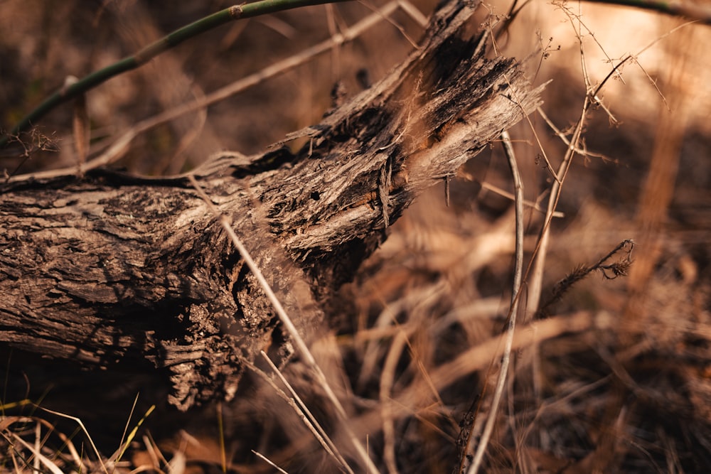 a close up of a tree trunk in the grass