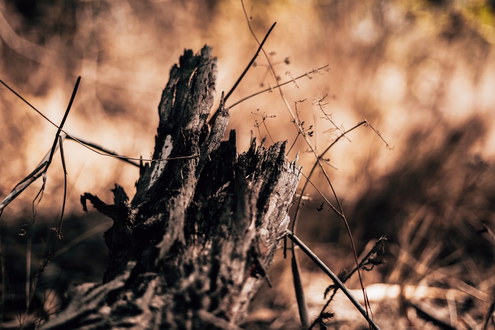 a close up of a tree stump in a field