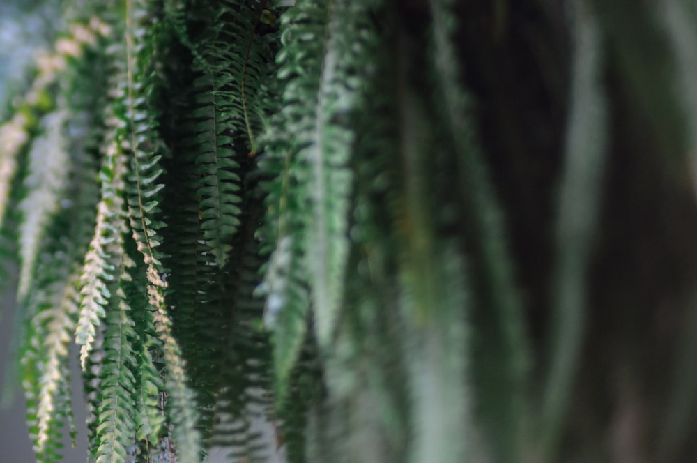 a close up of a plant with green leaves