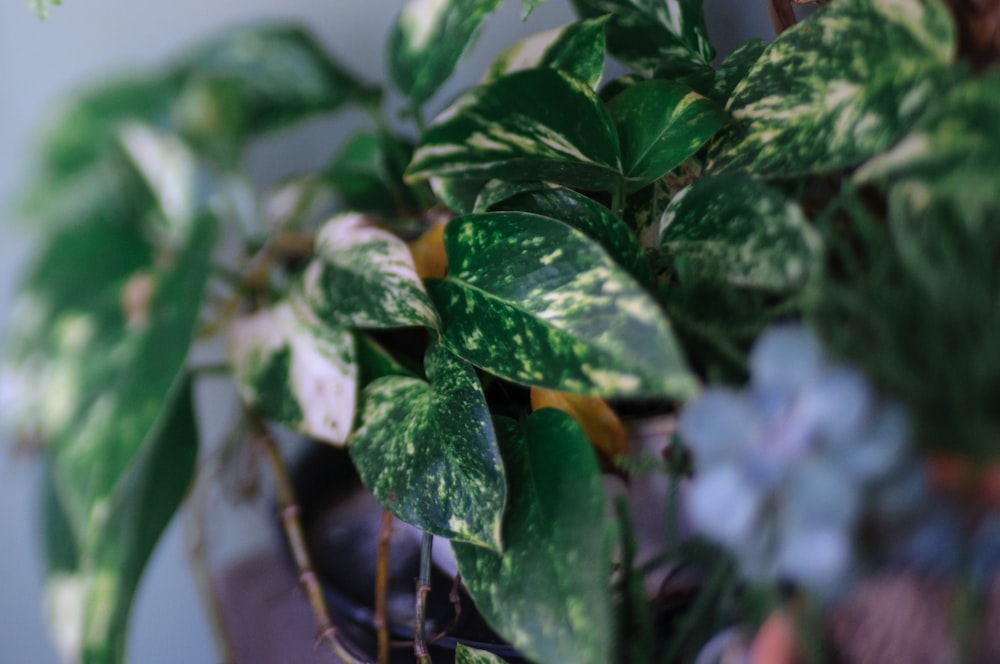 a close up of a potted plant with green leaves