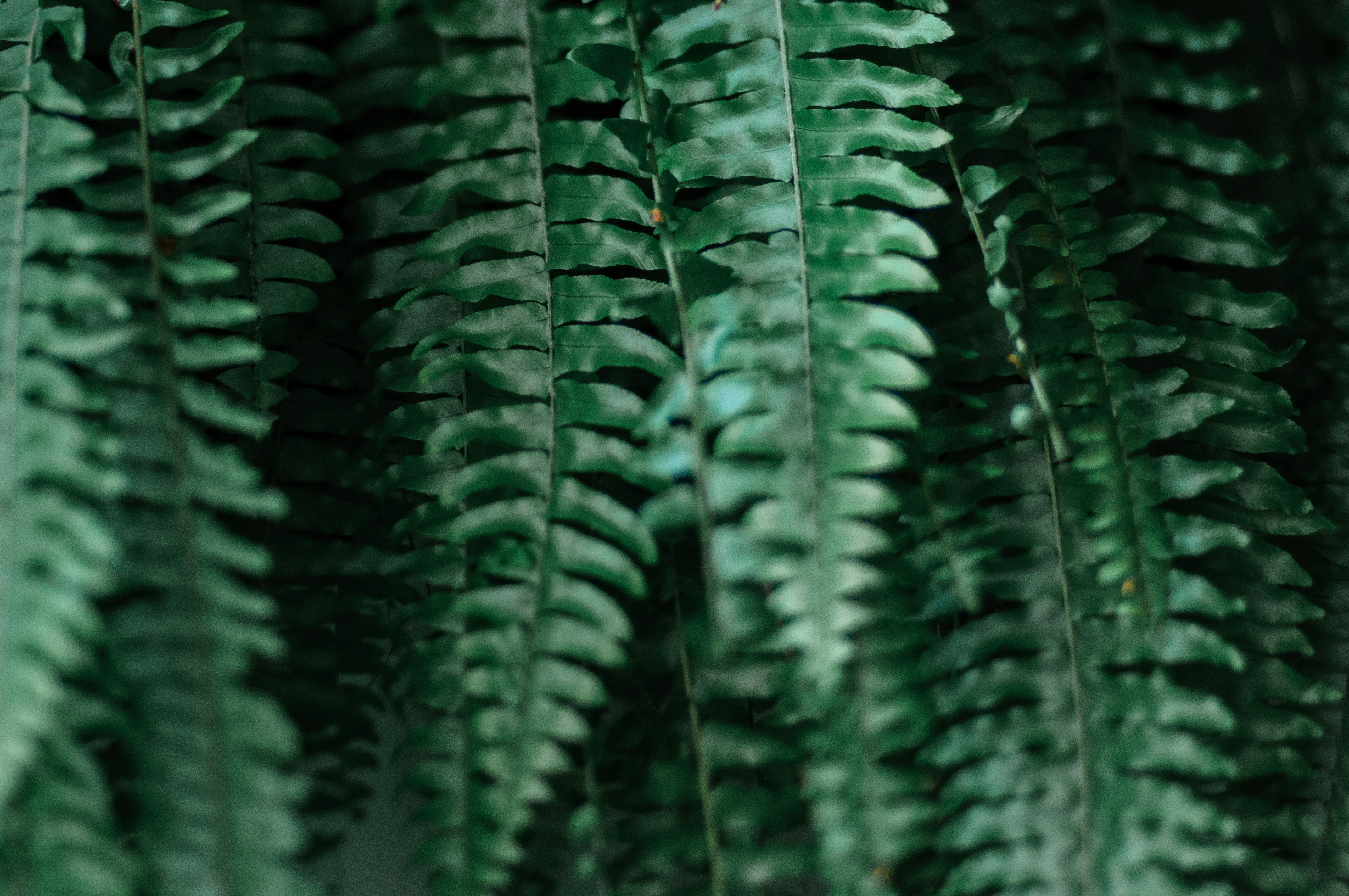 a close up of a bunch of green leaves